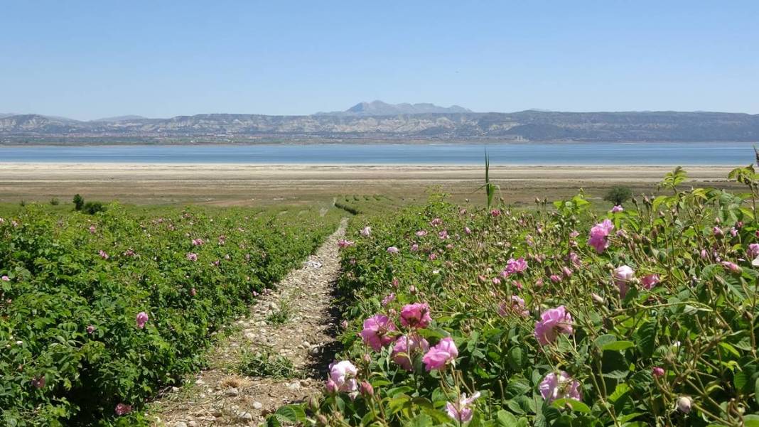 Göl manzaralı, gül kokulu bahçelerde hasat keyfi! Litresini 12 bin euroya satıyorlar 12